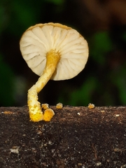 Cyptotrama chrysopepla