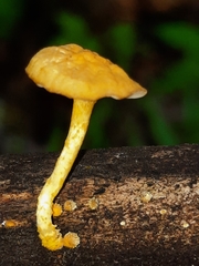 Cyptotrama chrysopepla