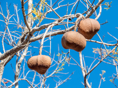 Magonia pubescens