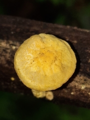 Cyptotrama chrysopepla