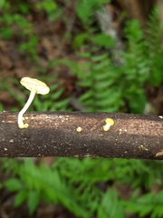 Cyptotrama chrysopepla