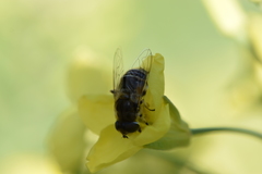 Eristalis arbustorum