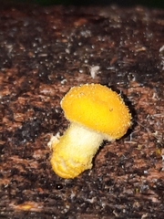 Cyptotrama chrysopepla