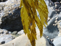 Desmarestia ligulata