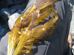 Desmarestia ligulata