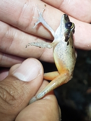 Craugastor metriosistus
