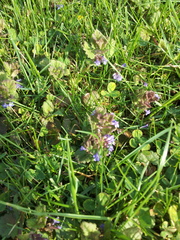 Glechoma hederacea