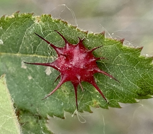 Spiny Leaf Gall Wasp