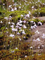 Utricularia grampiana