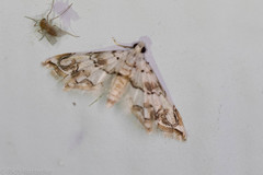 Oxyelophila callista