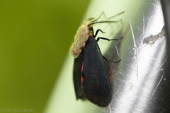 Lycomorpha splendens