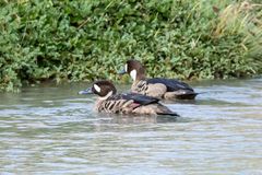 Speculanas specularis