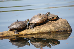 Trachemys scripta elegans