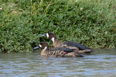 Speculanas specularis