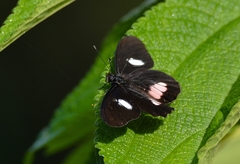 Archonias brassolis tereas