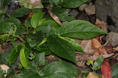 Elatostema reticulatum