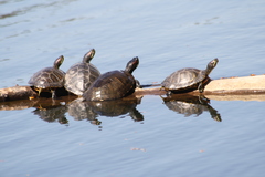 Trachemys scripta elegans