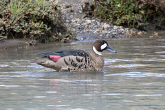 Speculanas specularis