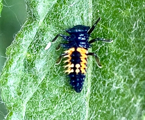 iNaturalist observation photo of Asian Lady Beetle