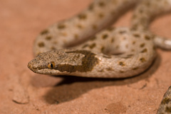 Hypsiglena chlorophaea loreala