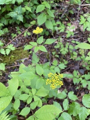 Thaspium barbinode