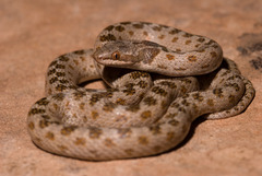 Hypsiglena chlorophaea loreala