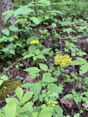 Thaspium barbinode
