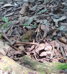 Incilius cristatus