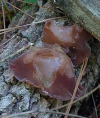 Auricularia auricula-judae