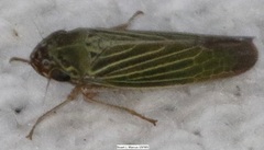 Xyphon reticulatum