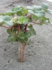 Glehnia littoralis leiocarpa