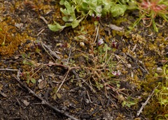 Trifolium variegatum geminiflorum