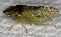 Xerophloea viridis
