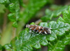 Aristotelia heliacella