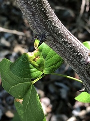 Eucosmophora pithecellobiae