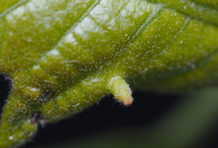 Andricus chinquapin