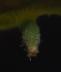 Andricus chinquapin