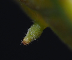 Andricus chinquapin