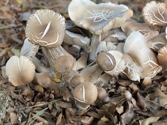 Pleurotus ostreatus