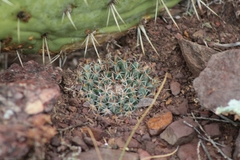 Mammillaria uncinata