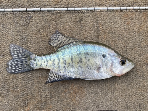 White Crappie