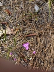 Callisia ornata