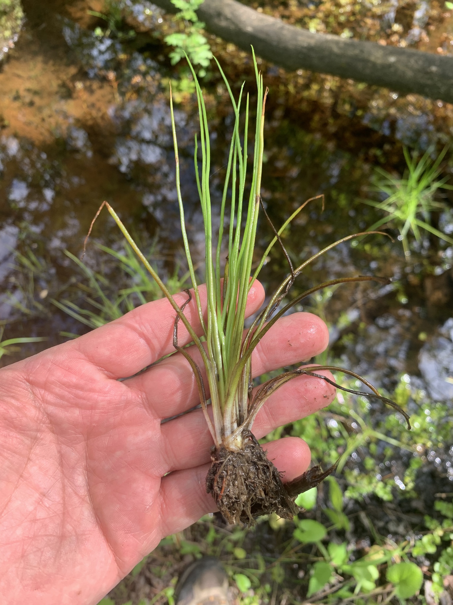 Isoetes appalachiana