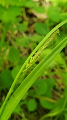 Carex hendersonii