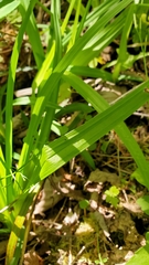 Carex hendersonii