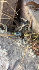 Euphoria sepulcralis