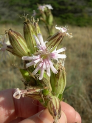 Silene scouleri scouleri