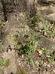 Zizia trifoliata
