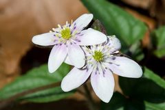 Hepatica acutiloba