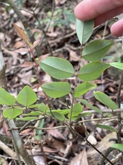 Indigofera venulosa
